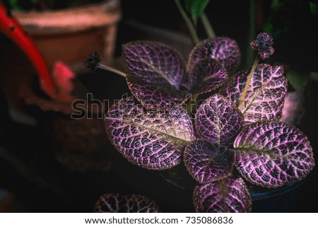 Low light purple leave in the garden.