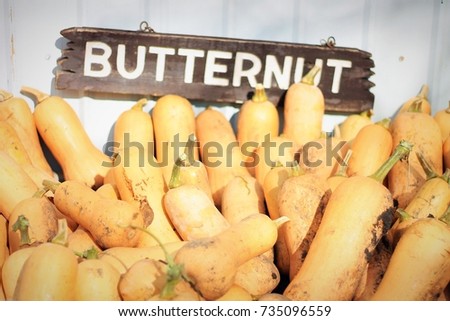 At a local farmers marker, a handmade sign reads "butternut" in white paint and there is many butternut squash under the sign. Close-up. Farm at harvest festival in Minnesota. 