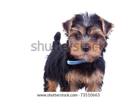 Picture of cute yorkshire puppy with blue collar, isolated