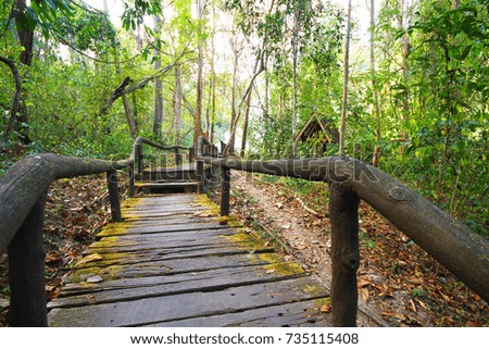 Wood walkway in the forest