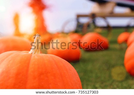 Ripe Pumpkins in a Field. Halloween
