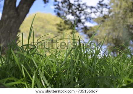 Green grass growing in nature park. Natural background. Earth day concept. No people. Copy space