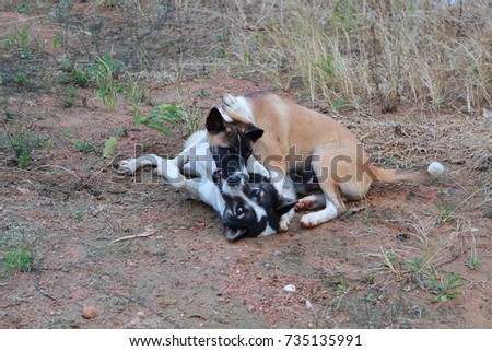 
Dog biting neck playing in the forest.