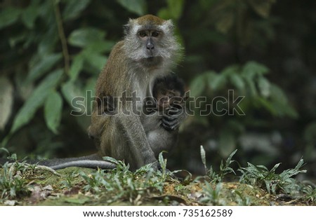 Mother monkey by keeping her child in the jungle.