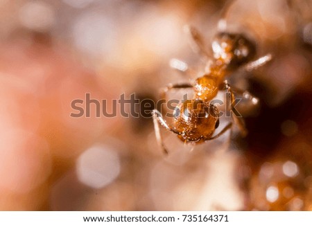 small ants in nature. macro