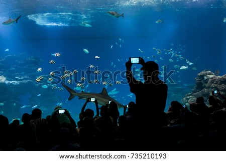 the man takes a picture in the aquarium