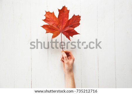 A girl is holding a fallen red color maple leaf on a white background. Autumn or Canadian concept