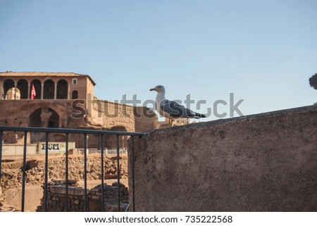 gull on the background of Italy in Rome
