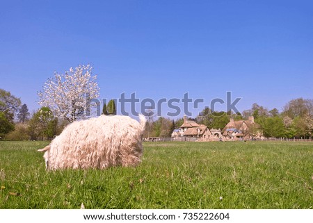 Sheep with green grass in farm of Versailles, Paris, France