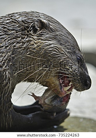 Close up beaver eat fish.