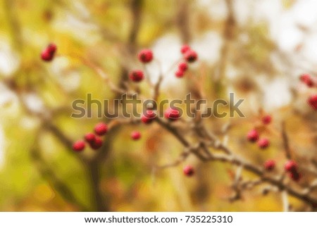 Autumn blurred background 