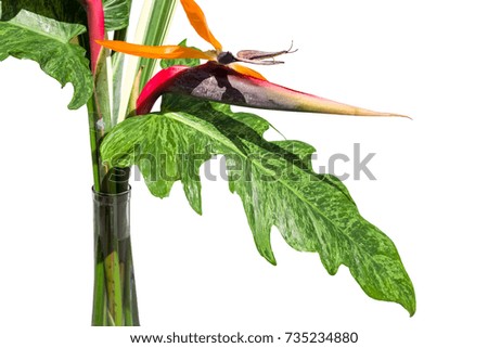 Orange bird of paradise flower in the blue glass vase and the shadow isolated white background.