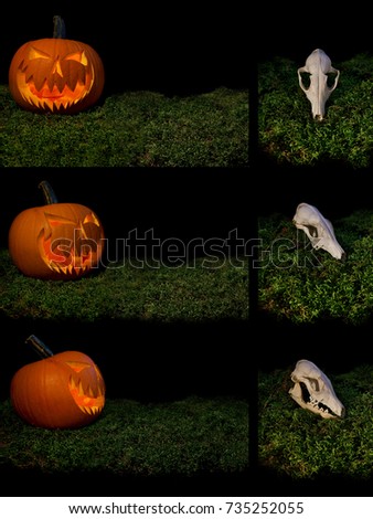 Halloween scary pumpkin animal skull on a forest moss. Pumpkin ghost head lights from inside. Scary fox head emerges from the darkness. Decoration of bones and plants on a black background.
