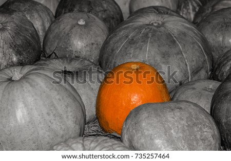 prominent bright pumpkin among black and white. texture bright pumpkin on gray background autumn symbol
