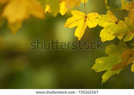 Leaves background 