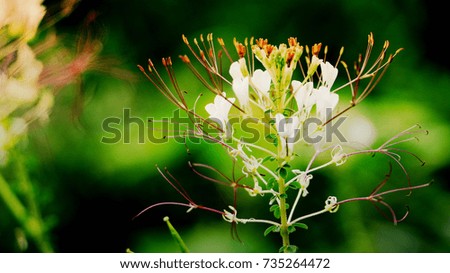 White flower
