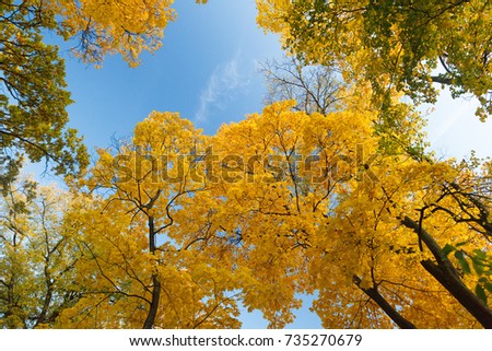 Yellow maple trees against the blue sky in autumn