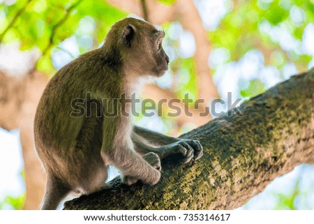 Monkey picture in profile sitting on a tall tree in Thailand