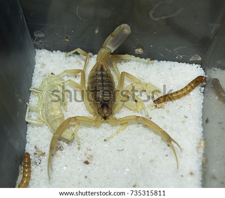 Scorpion death stalker