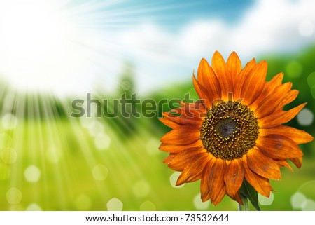 flower and nature spring bokeh background with sun beam