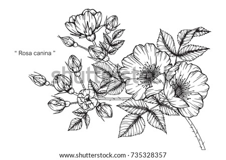Hand drawing and sketch Rosa canina flower. Black and white with line art illustration. Royalty-Free Stock Photo #735328357