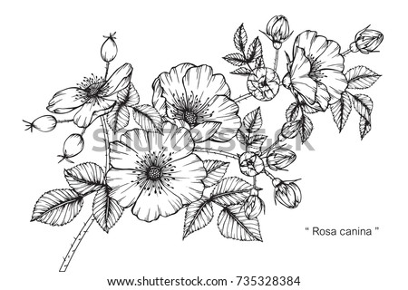 Hand drawing and sketch Rosa canina flower. Black and white with line art illustration. Royalty-Free Stock Photo #735328384