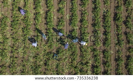 Aerial view of peasants and farmers while working in a field cultivated with artichokes in the Italian countryside Royalty-Free Stock Photo #735336238