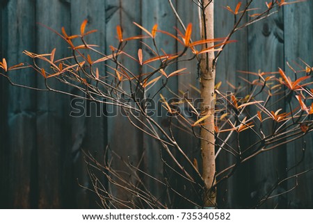 branch with orange leaves japan style