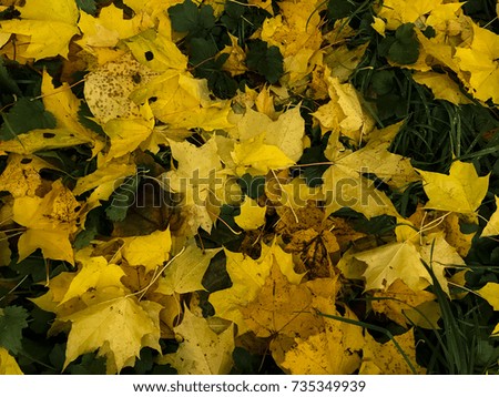 Fall yellow dry leaves lie on the ground in the forest. Autumn background free