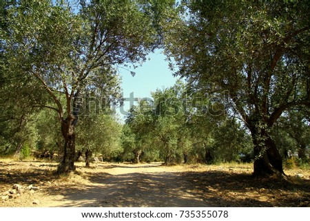 Olive trees in the North Aegean coast of Turkey.