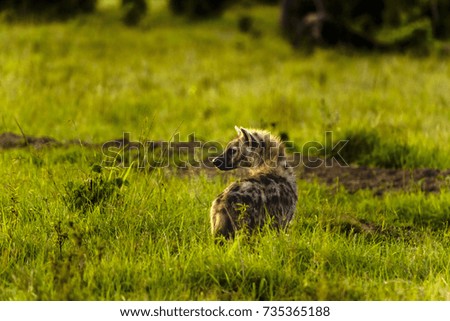 Spotted hyena, (Crocuta crocuta), standing in green grass looking back at camera, Masai Mara, Kenya, Africa