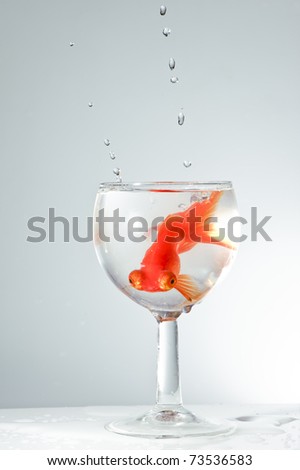  goldenfish in glass and water drip