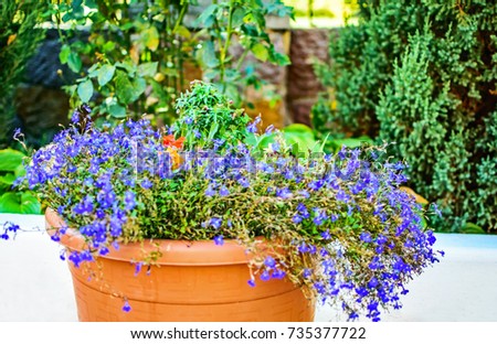 Small lilac flowers in a brown flowerpot near a garden fence