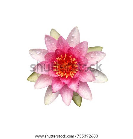 Pink lotus flower isolated on white background., This has clipping path.