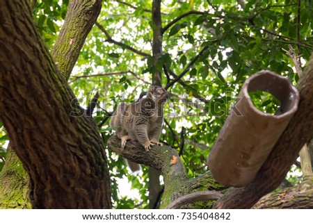 Big eye Slow Loris playing on a tree hunting for food