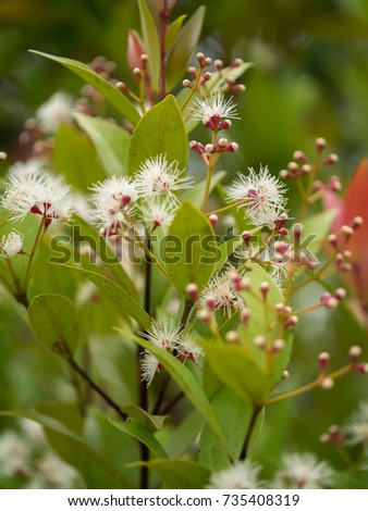 Close up flower of Australian Rose Apple tree or Brush Cherry, Creek Lily Pilly. (Syzygium australe)