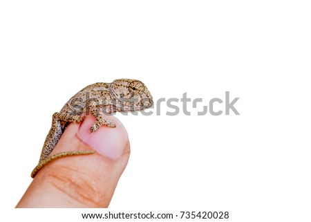 chameleon at your fingertips - Stock Image