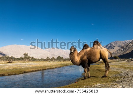 Bactrian camel (Camelus bactrianus) drinking a water at Nubra valley, Ladakh, India Royalty-Free Stock Photo #735425818