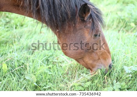 Horses in countryside pasture