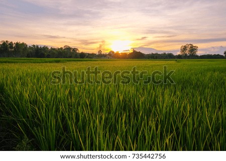 a front selective focus picture of rice field in the beautiful sunset 