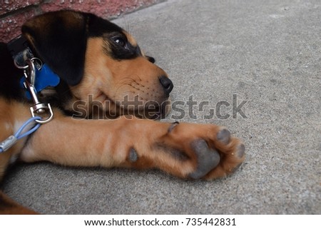 Rottweiler puppy sleeping on a concrete patio.