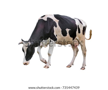 Young heifer. isolated Royalty-Free Stock Photo #735447439