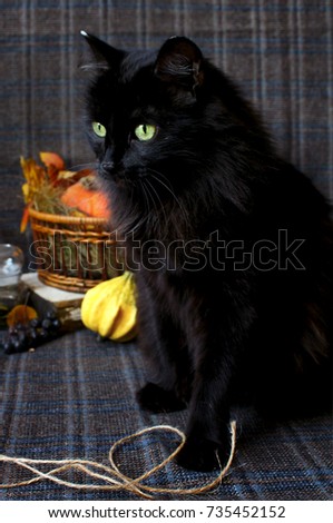 autumn black cat orange pumpkins