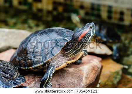 turtle in aquarium with water