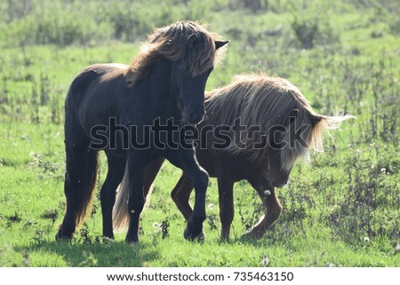 Wild horses in a field of grass in the netherlands