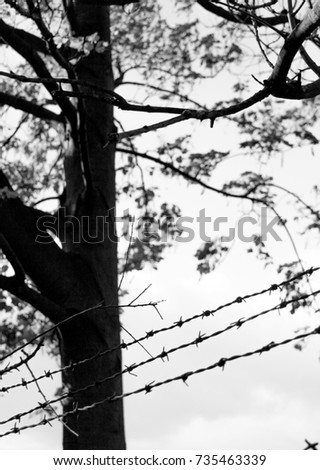 Black and white photo of barbed wire, razor wire, barbwire, and concrete post on the sky, tree and branches background