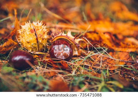 horse chestnut buckeye conker outside on the ground
