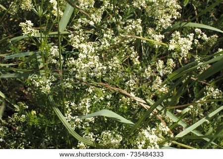 Green leaves and flowers. Wild plants background. Foliage texture. Close up photo of nature.