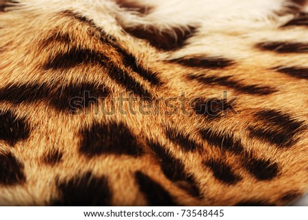 skin of the leopard
