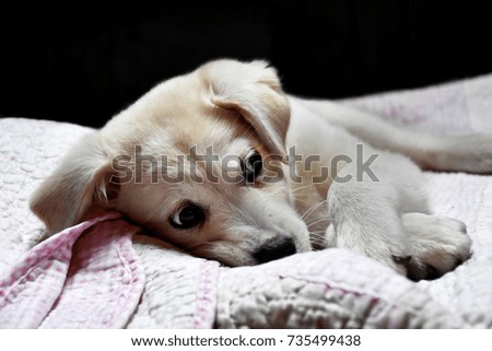 Adorable cute little Labrador puppy on pink quilt looking to right side 